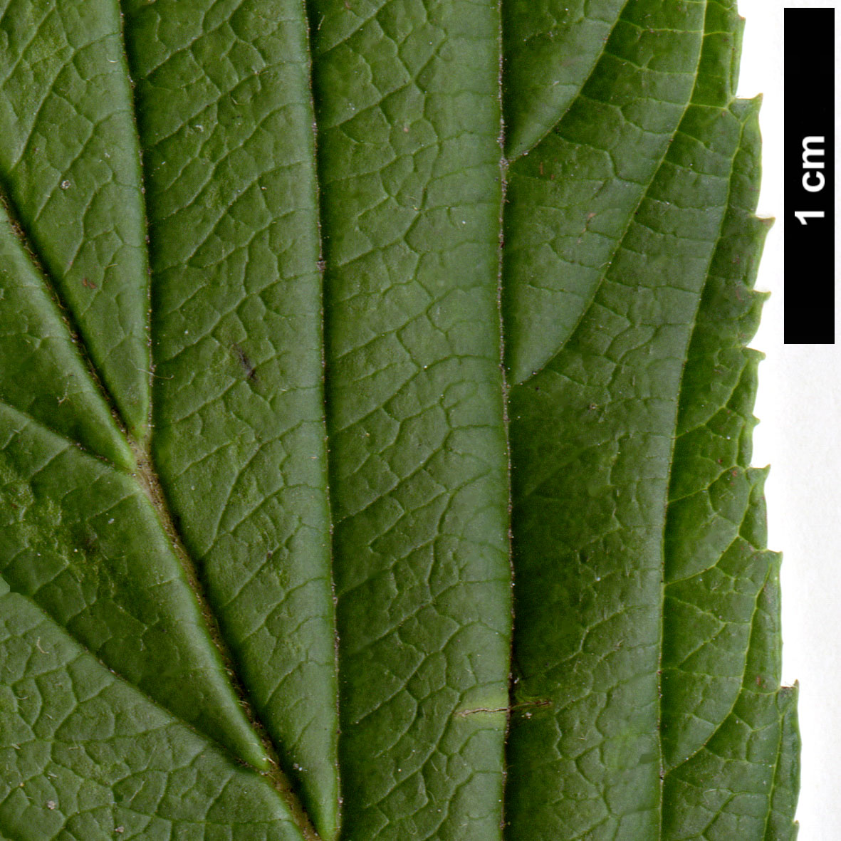 High resolution image: Family: Adoxaceae - Genus: Viburnum - Taxon: ×bodnantense - SpeciesSub: 'Dawn' (V.farreri × V.grandiflorum)